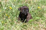 STAFFIE 228